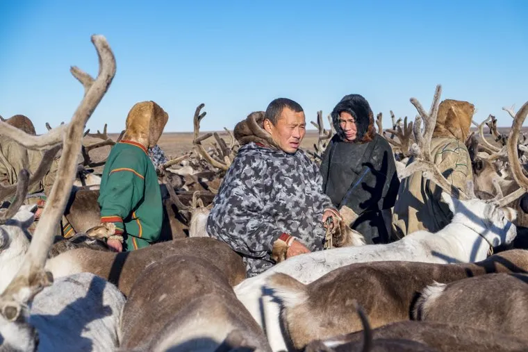 Ямальский район, Яр-Сале, оленеводы