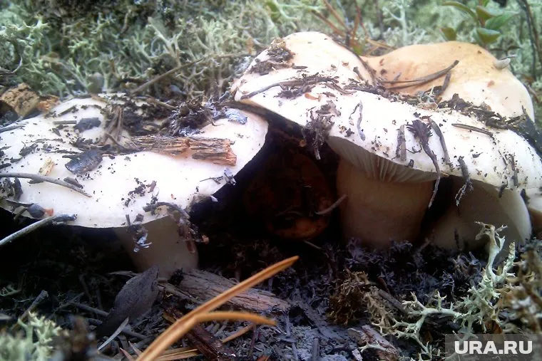 Сезон сбора груздей стартовал 