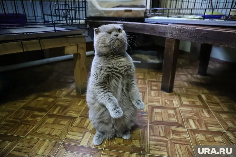 Про кота в пьесе всего пара слов, а основная линия о первой любви, расставании из-за политических взглядов и личных обид