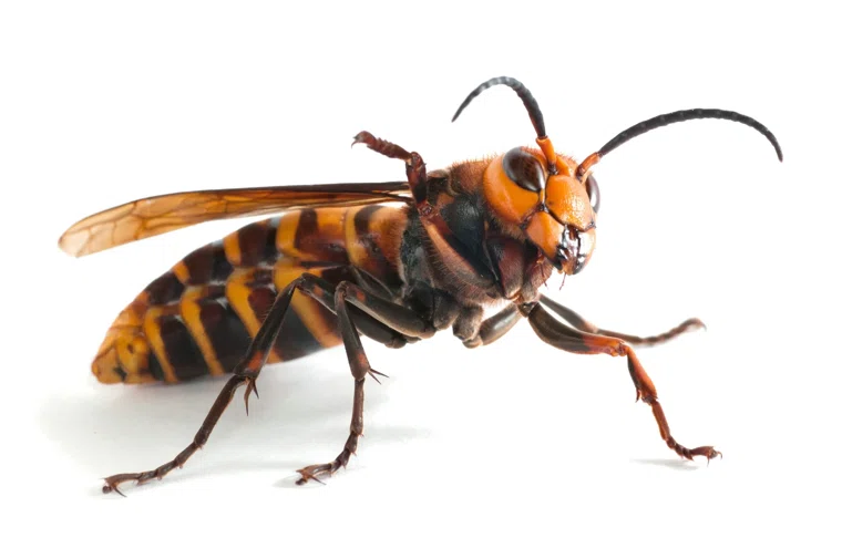 Отец и сын были атакованы во время спуска по зиплайну, указано в материале