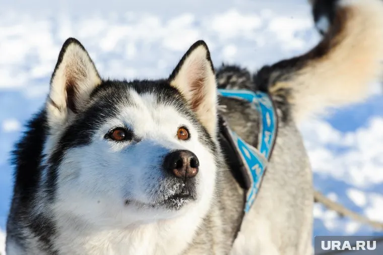 Лайка кормила олененка-отказника вместе с щенками, пока не вернулась олениха