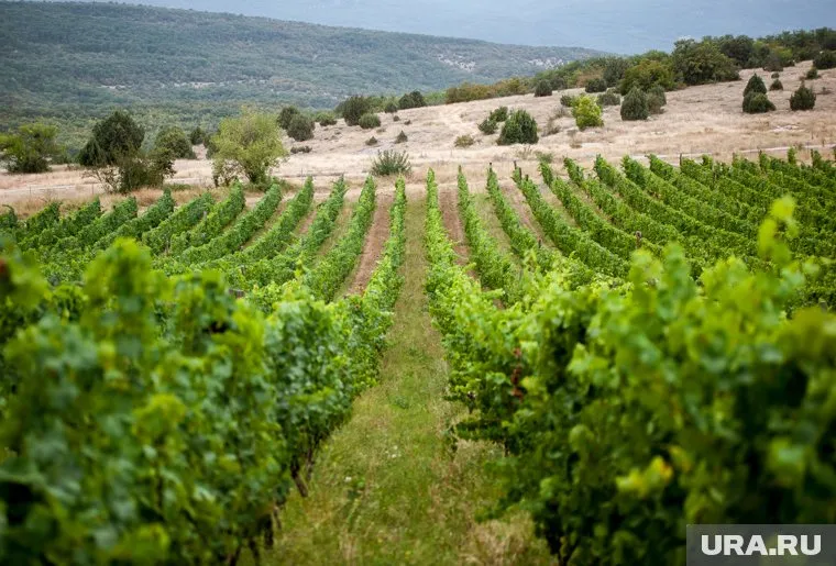 Группа компаний «Ариант» сохранила лидерство при выращивании винограда в Краснодарском крае