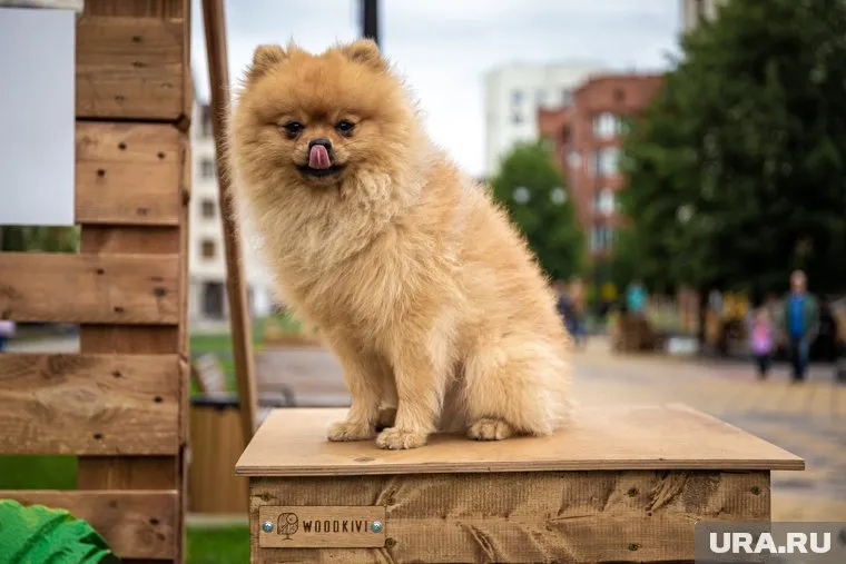 После животных начнут чипировать людей, считают в КПРФ