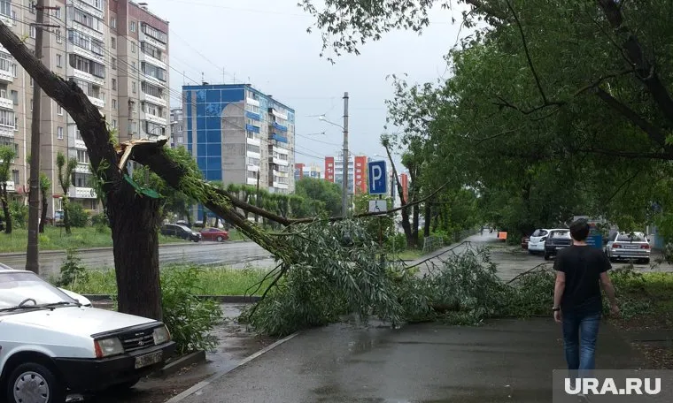 Поваленные деревья убирают с утра во многих территориях Пермского края (архивное фото)