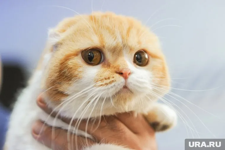 В Сургуте кото-няня может заработать 40 тысяч рублей в месяц