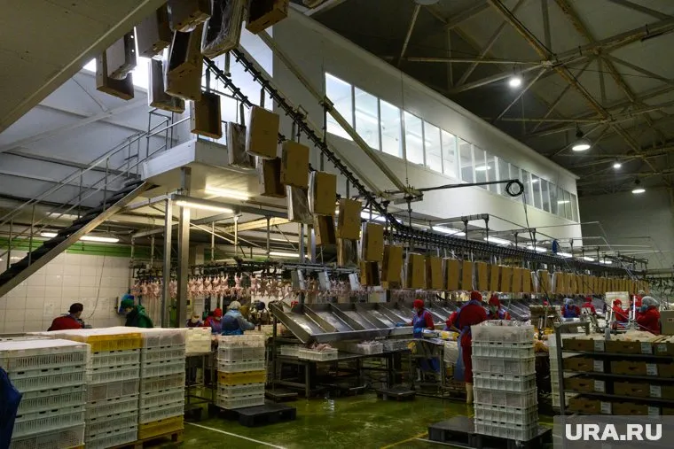 Электроэнергию отключат птицефабрике «Рефтинская» 23 декабря