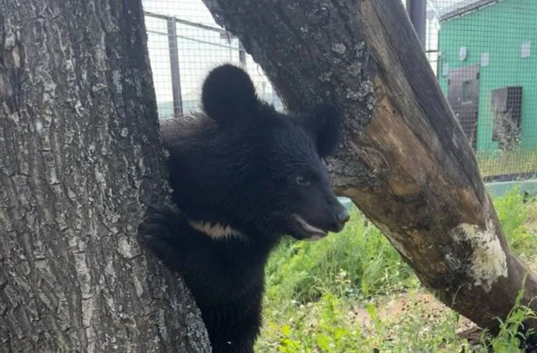 Медведицу ждет еще один переезд