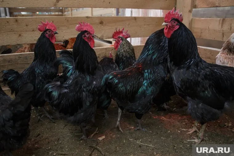 Жители Ханты-Мансийска пожаловались на петухов в полицию