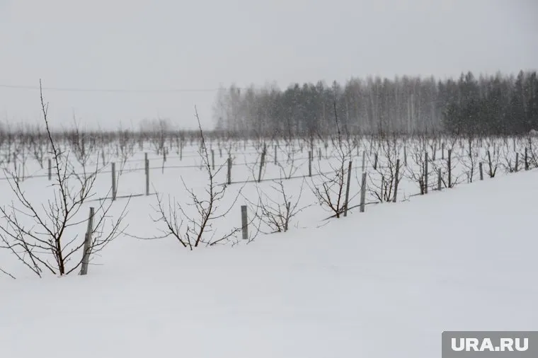 Челябинских аграриев призвали подавать заявки на льготные кредиты