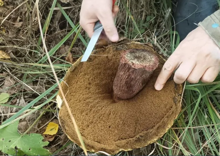 Грибы, Челябинская область