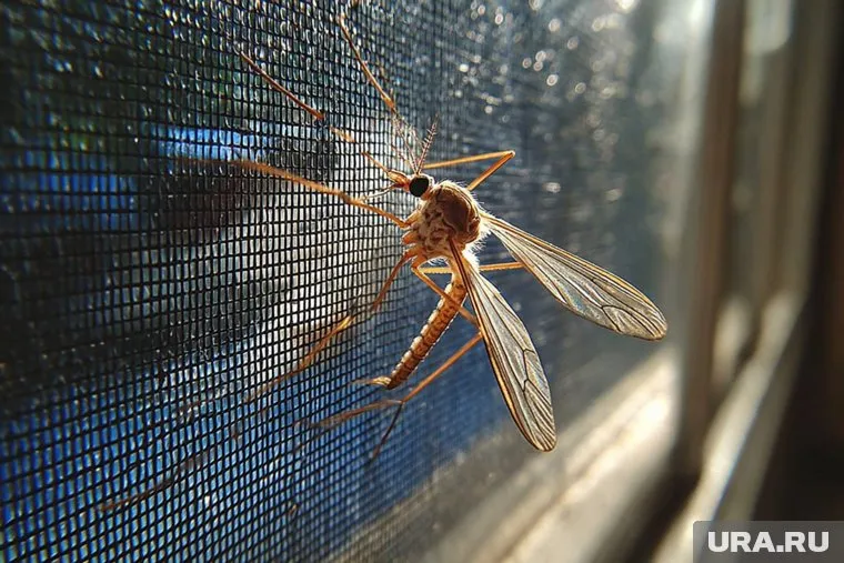 Из-за аномально теплой зимы и паводков резко выросла популяция комаров