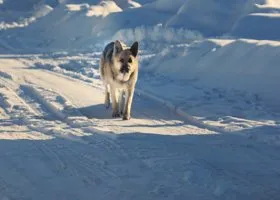 Охотоведы проверили курганскую школу в месте, где сообщали о появлении волков