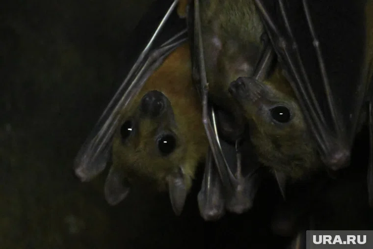 В ХМАО все летучие мыши занесены в Красную книгу