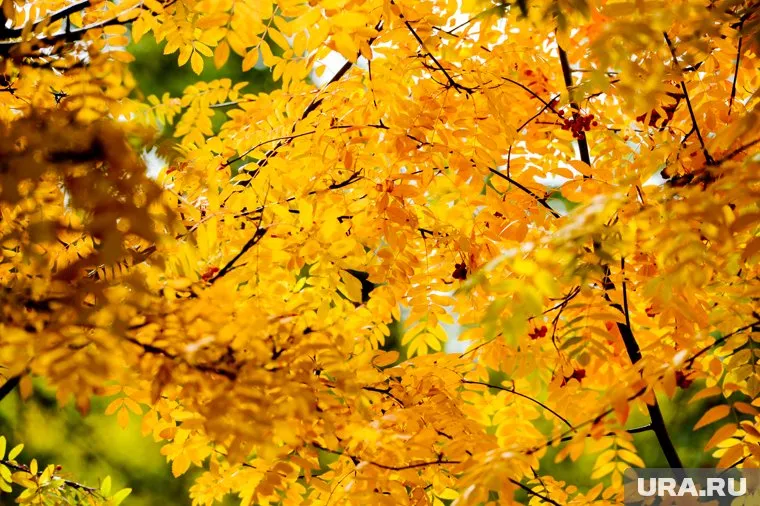 В центр Европейской России придет «золотая осень»