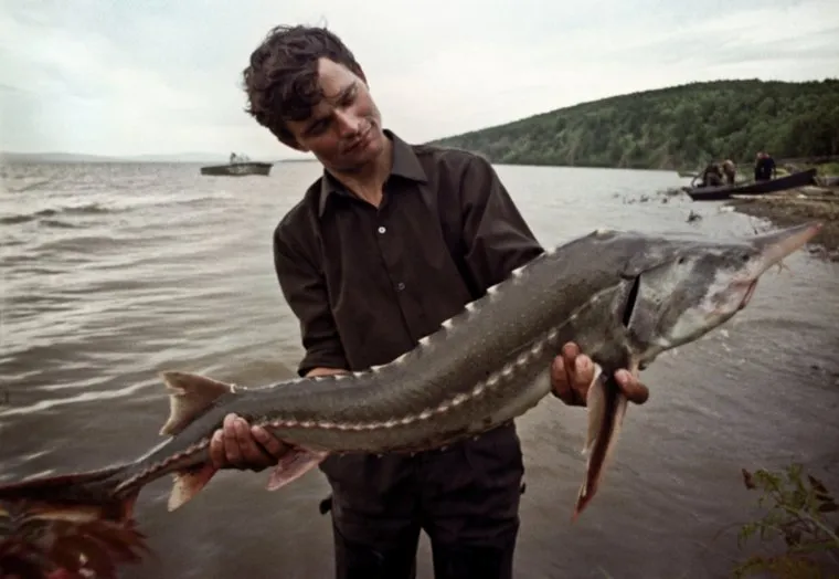 Как выглядит Амурский осетр: фото 