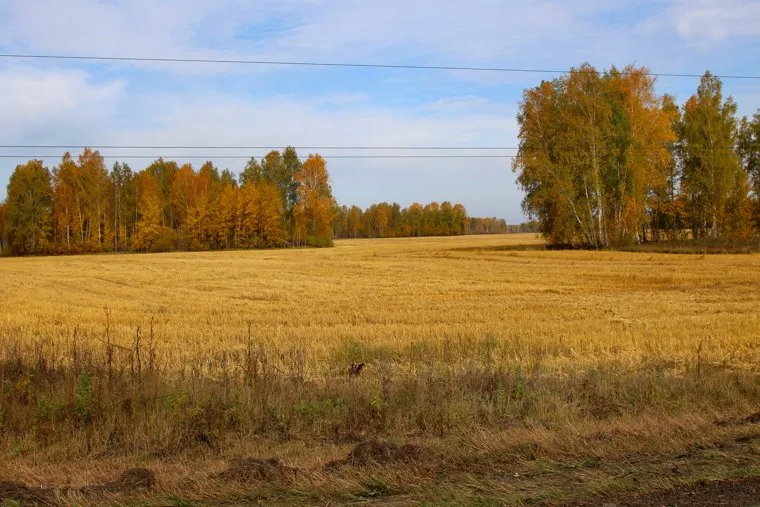 Сафакулево, деревня МартыновкаСафакулевский районКурганская обл, поле, осень, курганская область
