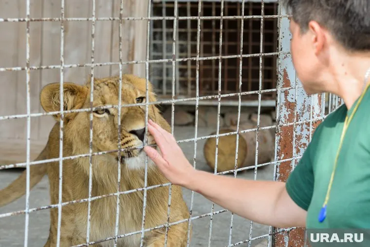 В цирке-шапито, остановившемся в Копейске, львята живут в вагоне при температуре в 10 градусов