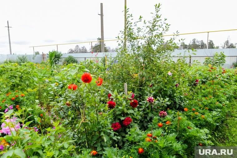 Роскачество предупредило о запрещенных растениях на дачах россиян