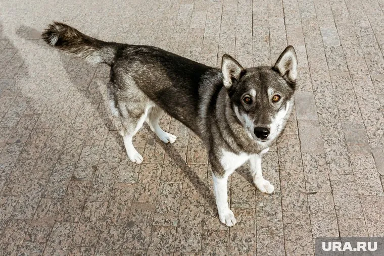 На улицах города заметили собаку, которая несла в руке отсеченную руку