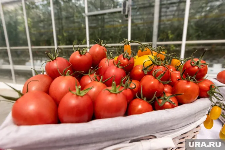 1119 тонн томатов из Казахстана привезли в Прикамье в этом году