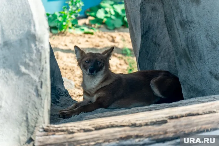 Животным Пермского зоопарка нужна забота