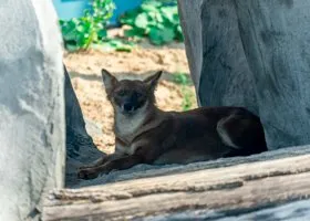Пермский зоопарк ищет «мам» для животных