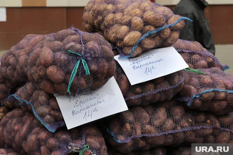 Закупать картофель в Египте экономически выгоднее, чем выращивать в России