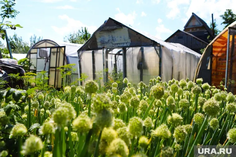 Мошенники смогут получить деньги дачников из банка в обход системы