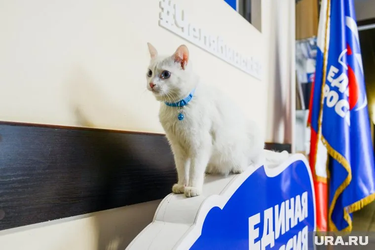 Победители праймериз выдвинутся от ЕР в Госдуму