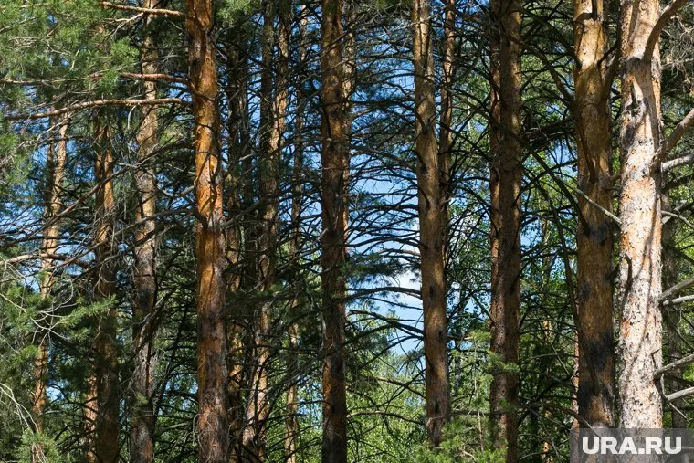 Лесному фонду нанесен ущерб в размере 249 тысяч рублей