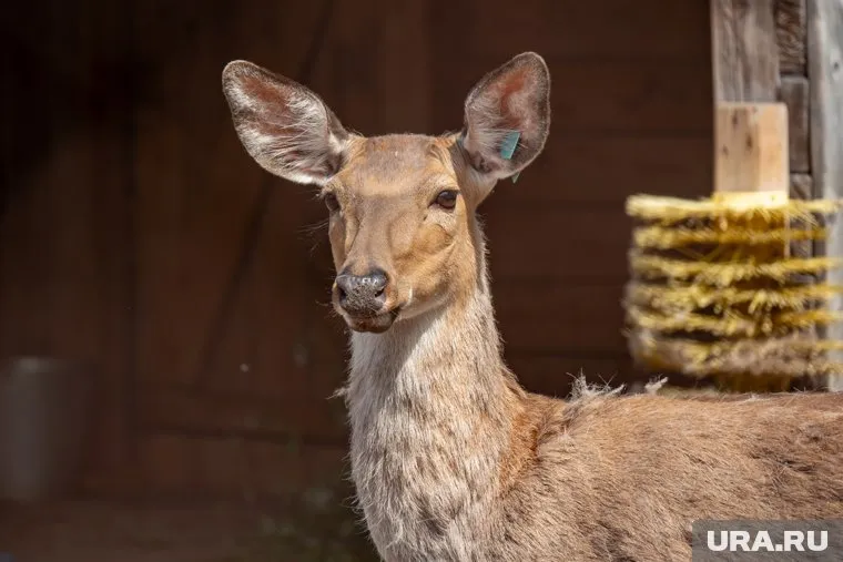 Троих охотников на косуль заключили под стражу: им грозит уголовная ответственность