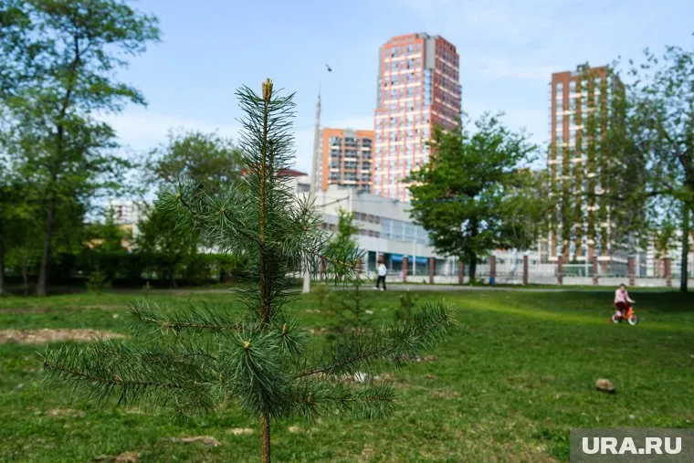 В сквере на месте срубленных деревьев были высажены 47 саженцев