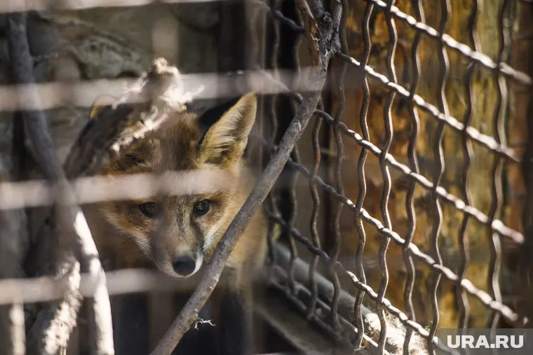 По мнению директора цирка, у лис сейчас линька