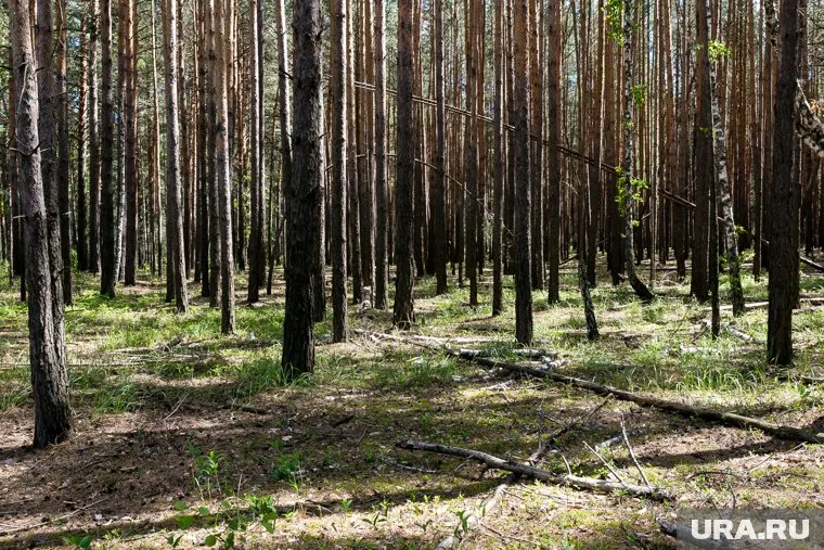 Тело погибшего было обнаружено в Сосновом бору (архивное фото)