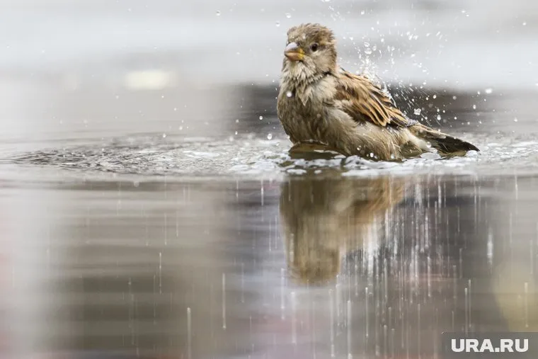 «URA.RU» выяснило причины массовой гибели животных