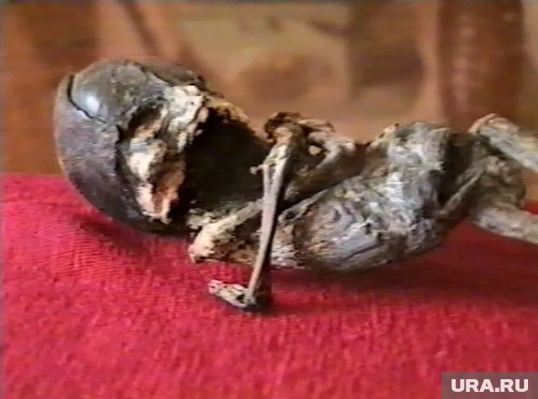 Милиционер, расследовавший гибель существа, считает, что точку в деле ставить рано