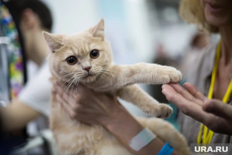 Любители кошек собираются в воскресенье (архивное фото)