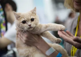 В Перми пройдет благотворительный «Котофест»