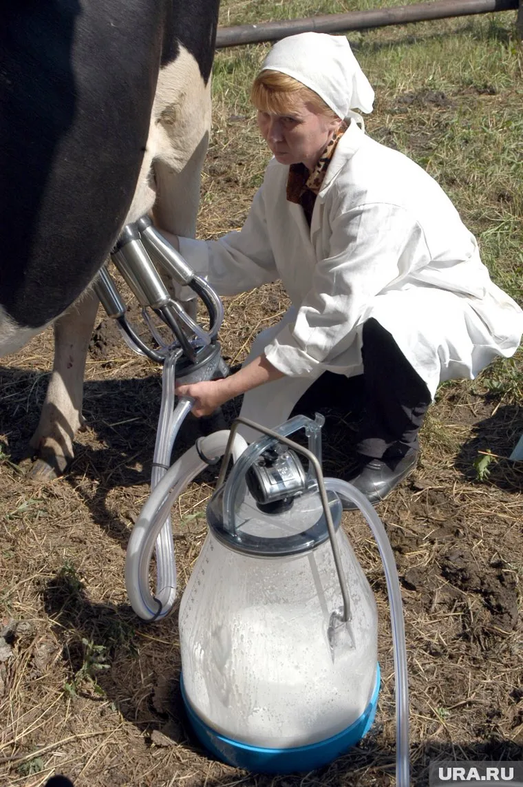 При приемке молока обнаружен заменитель молочного жира (архивное фото)