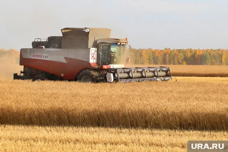 Курганский фермер самовольно захватывал земли для посева пшеницы