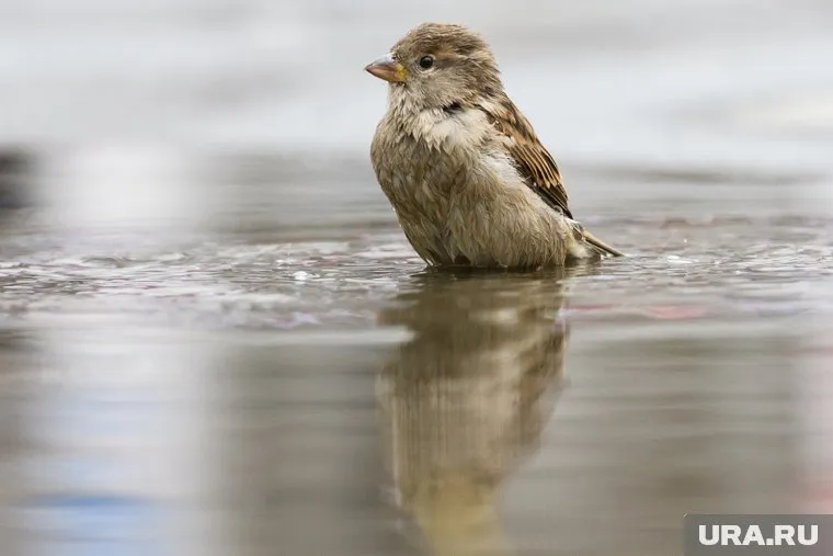 Покупатели сняли воробья на видео в курганском супермаркете