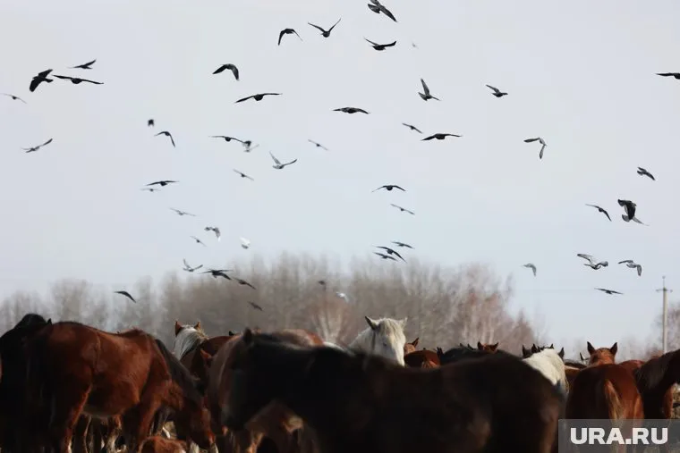 Очевидцы сняли на видео десятки утонувших лошадей на озере Куртан