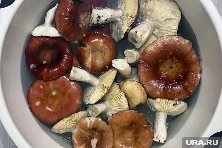 Свердловчане надеются, что нынешний сезон будет богат на грибы (архивное фото)