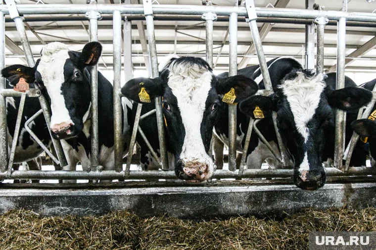Современную ферму хотят построить в Ирбите