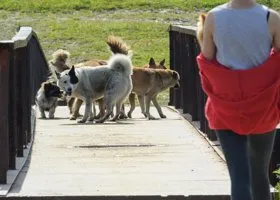 Бездомные собаки терроризируют ямальцев, пока чиновники ходят по судам