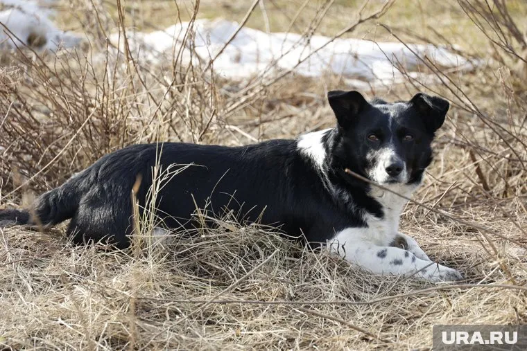 СК разработал ряд мер для обезопашивания россиян от бездомных животных