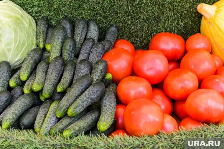 Помидоры и огурцы содержат витаминов и антиоксидантов