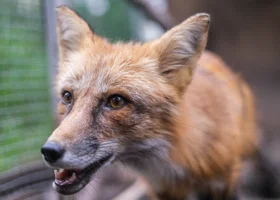 Охоту на лис из-за угрозы населению объявили в одном из округов Курганской области