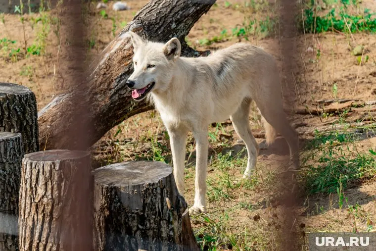 После переезда всех животных в новый зоопарк, цены на билеты вырастут