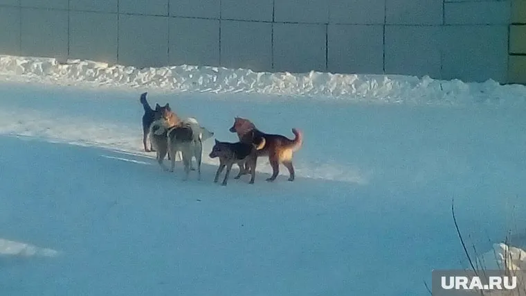 Очевидец сфотографировал стаю, которая напала на ребенка